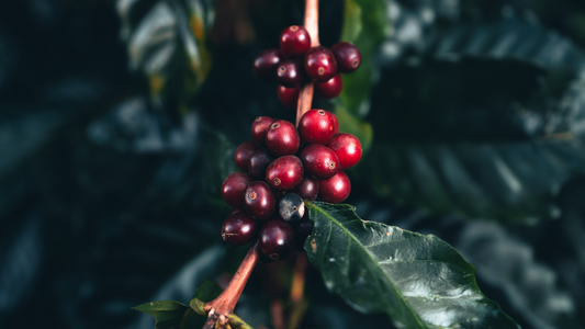 what is full spectrum coffee