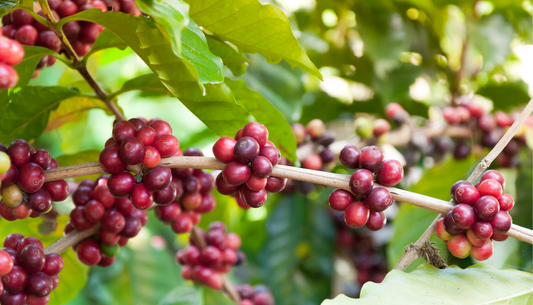 Top 25 Specialty Coffee FAQs Answered: Everything You Need to Know