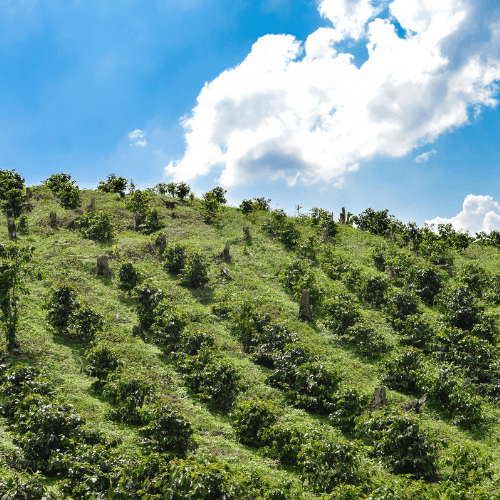 freshly roasted Specialty Coffee from Honduras