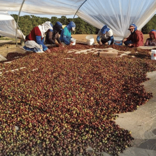 brazilian specialty coffee
