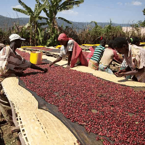 ethiopian specialty coffee by spectrum coffee