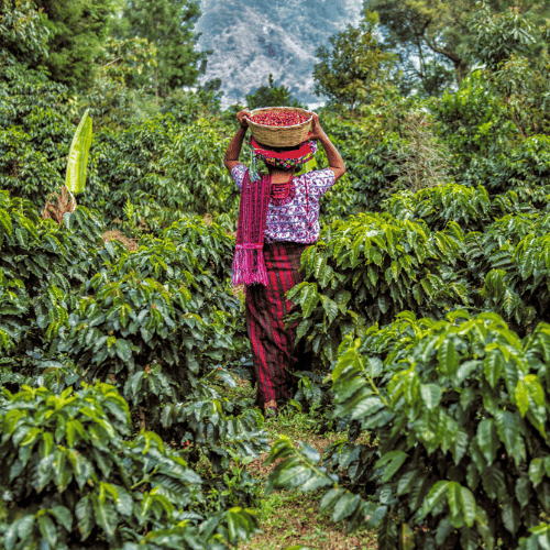 guetamalan specialty coffee