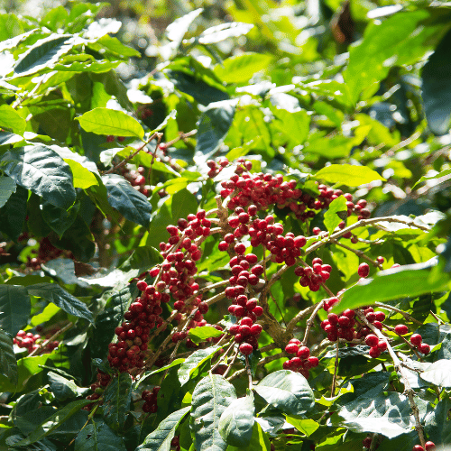 honduras coffee by spectrum coffee australia