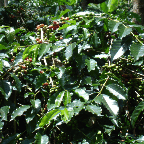 Indonesia, Sulawesi Bukit Marante