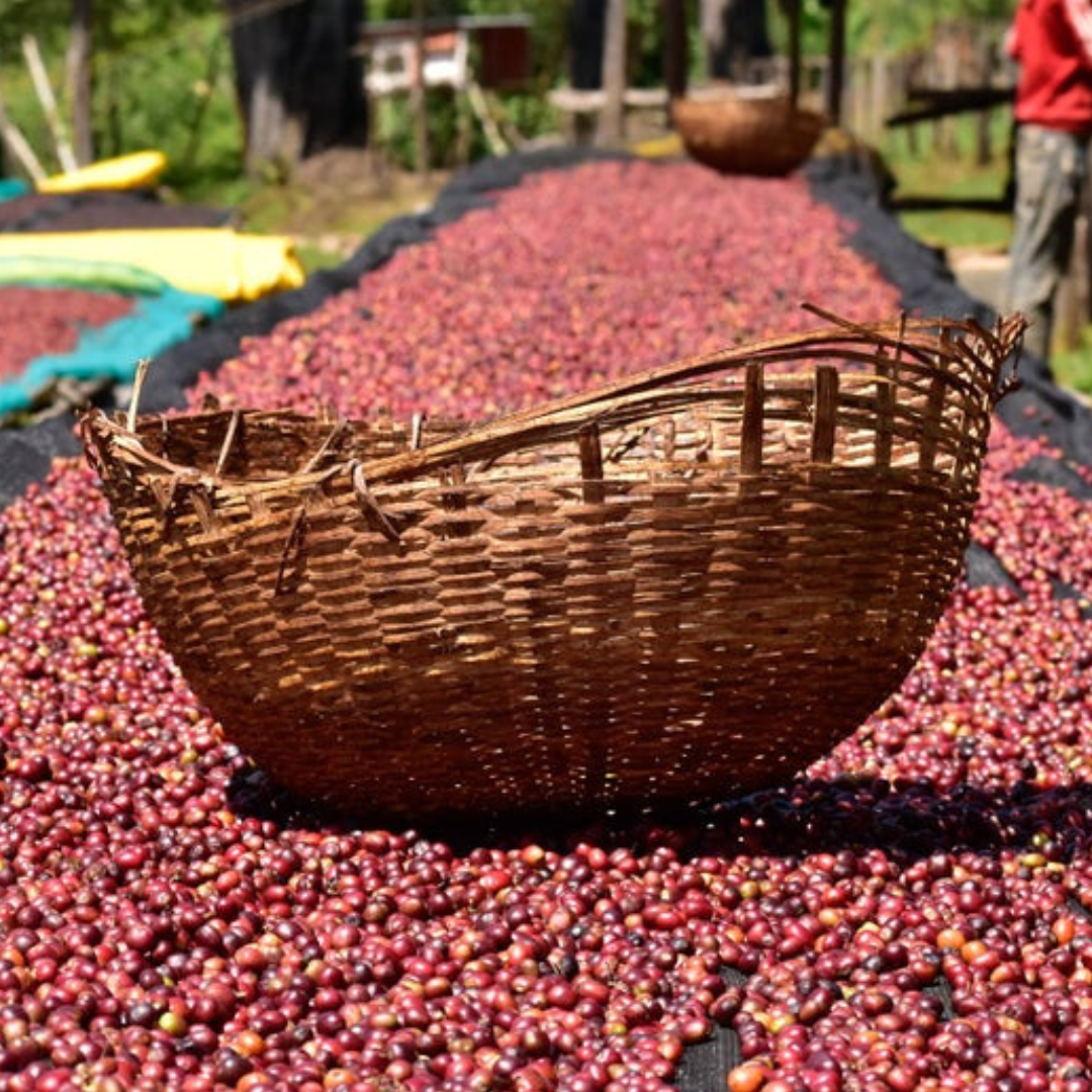 ethiopian specialty coffee by spectrum coffee