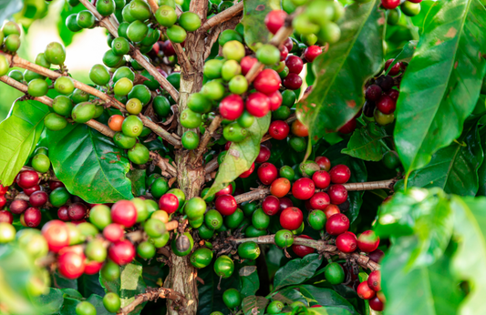 The Evolution of Melbourne Specialty Coffee: The New Standard of Ritual