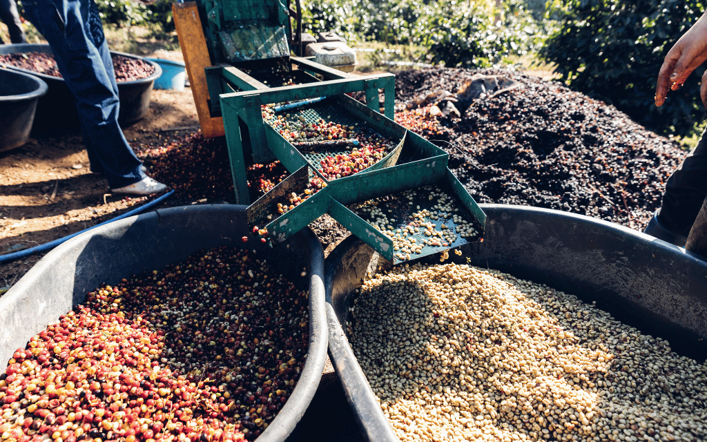 How Coffee Processing Shapes Flavor: A Guide to Washed, Natural, and ...