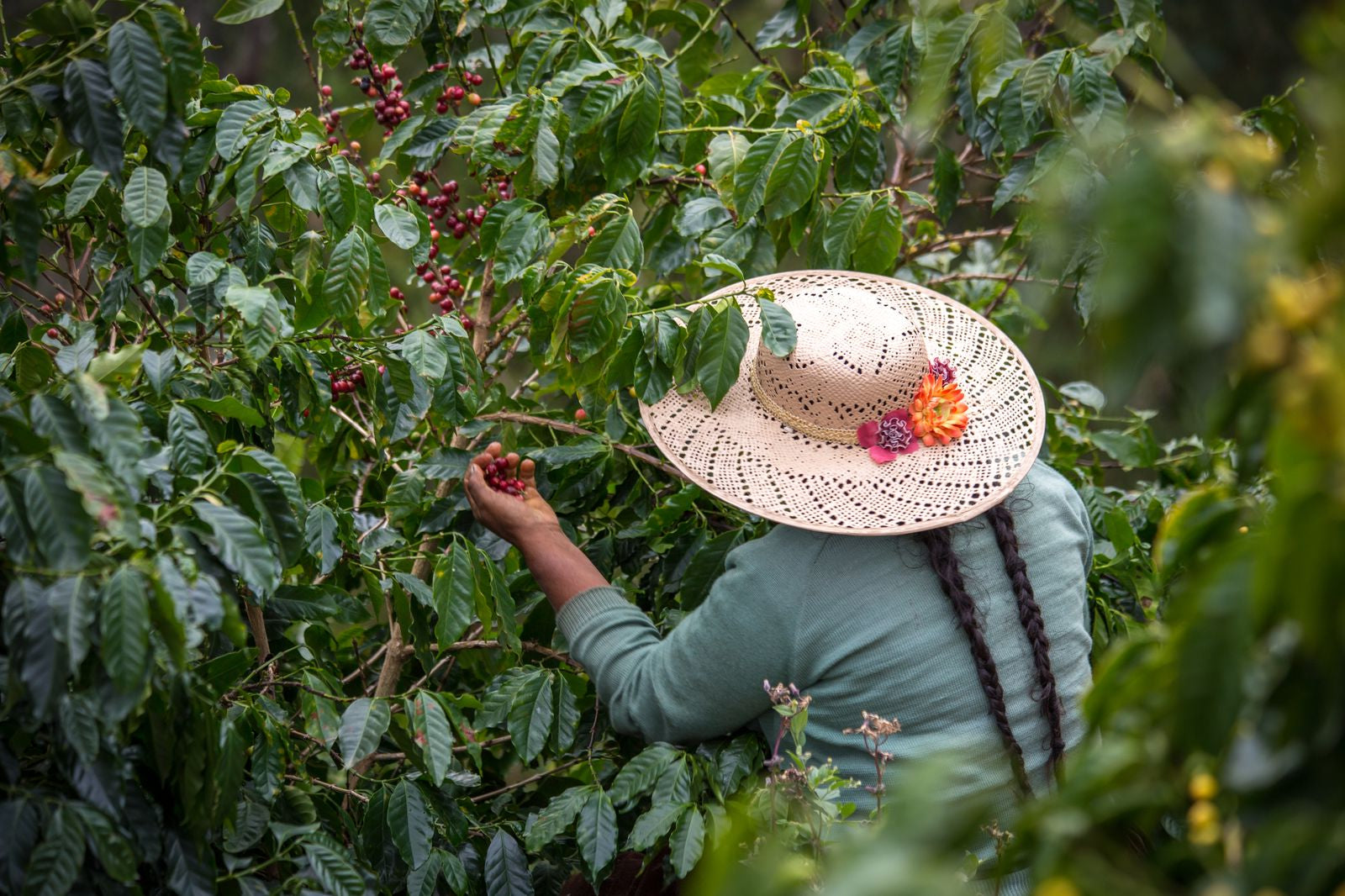 Bolivian specialty coffee beans from Caranavi and La Asunta, hand-picked and small-batch roasted by Spectrum Coffee