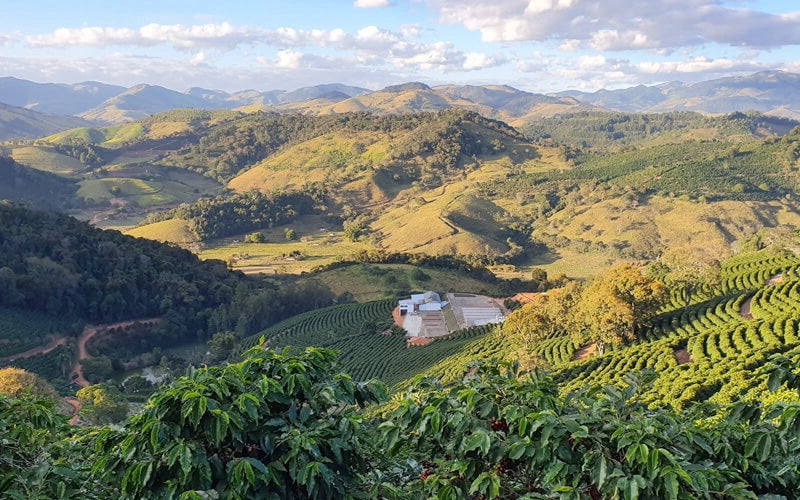 Brazilian specialty coffee, small-batch roasted, from Carmo de Minas and Sul de Minas, delivered Australia wide