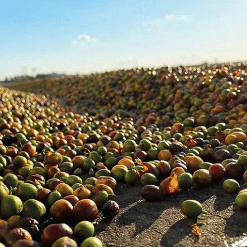 brazilian specialty coffee