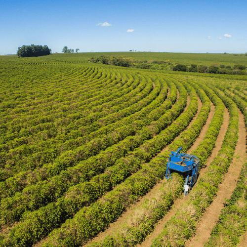 brazilian specialty coffee