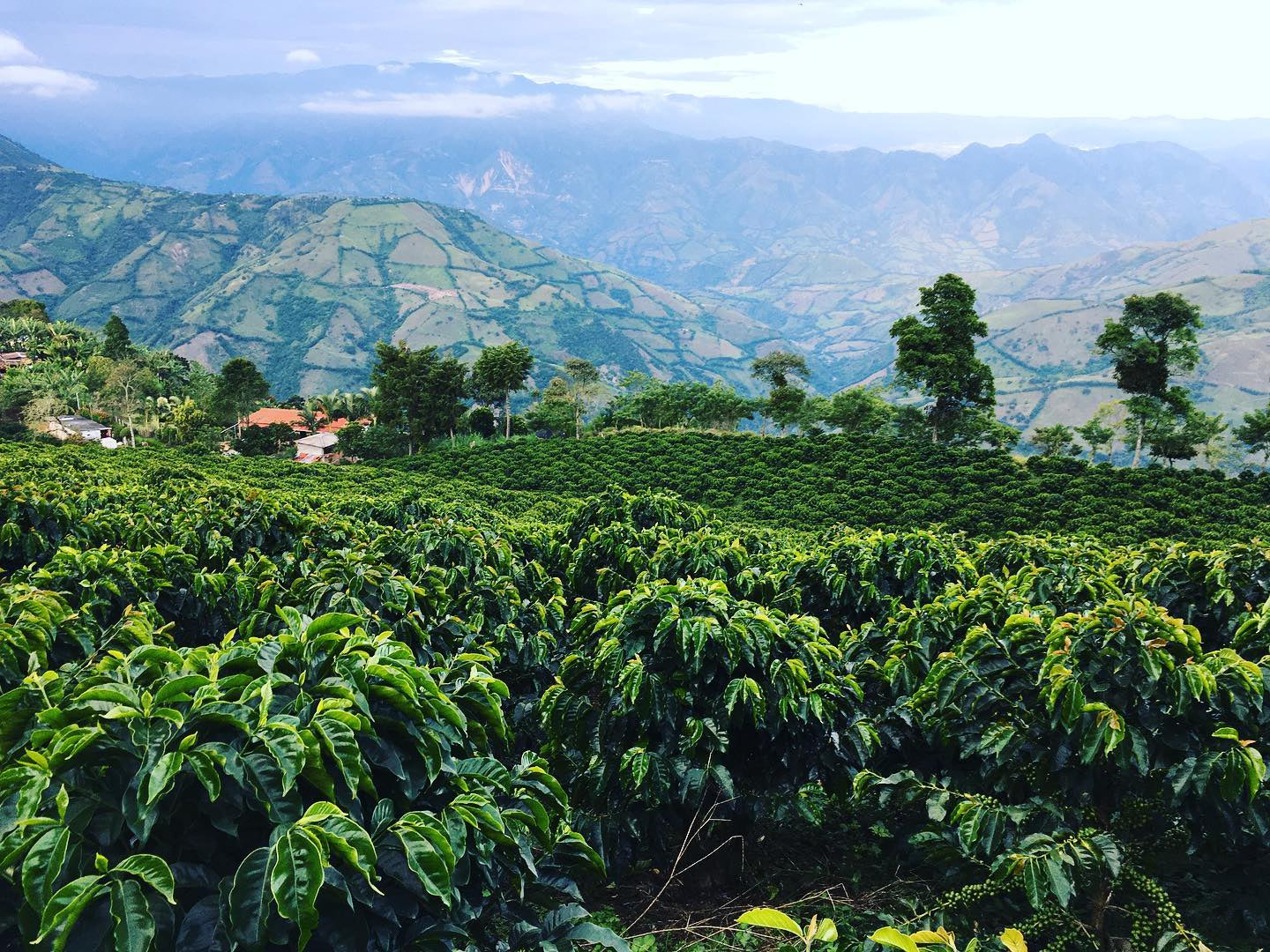 Colombian specialty coffee beans from high-altitude farms across diverse regions, showcasing vibrant sweetness, florality, and complex flavor profiles.