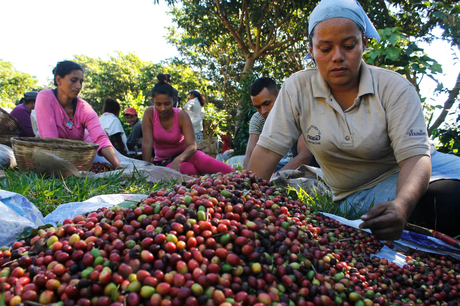 Salvadoran coffee farmer hand-piced ripe red coffee cherries in volcanic highlands