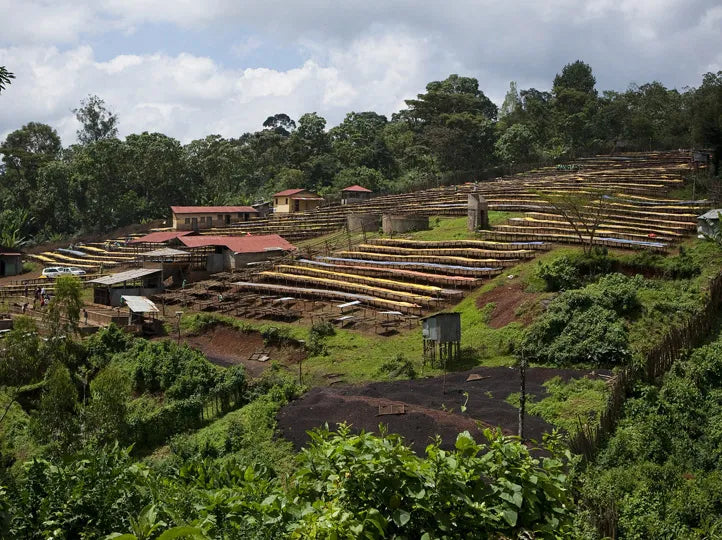 Ethiopia, Halo Beriti