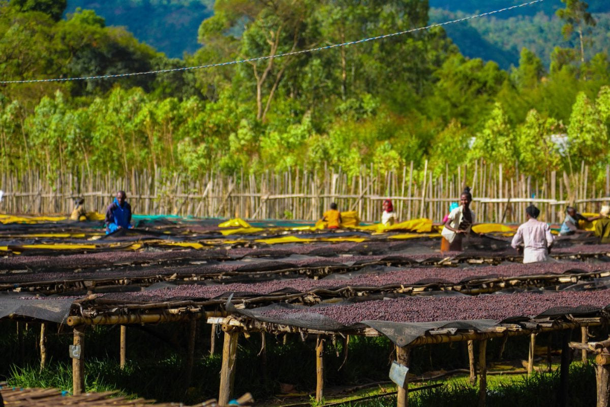 High-altitude Ethiopian coffee trees with ripe cherries growing in traditional coffee farming regions