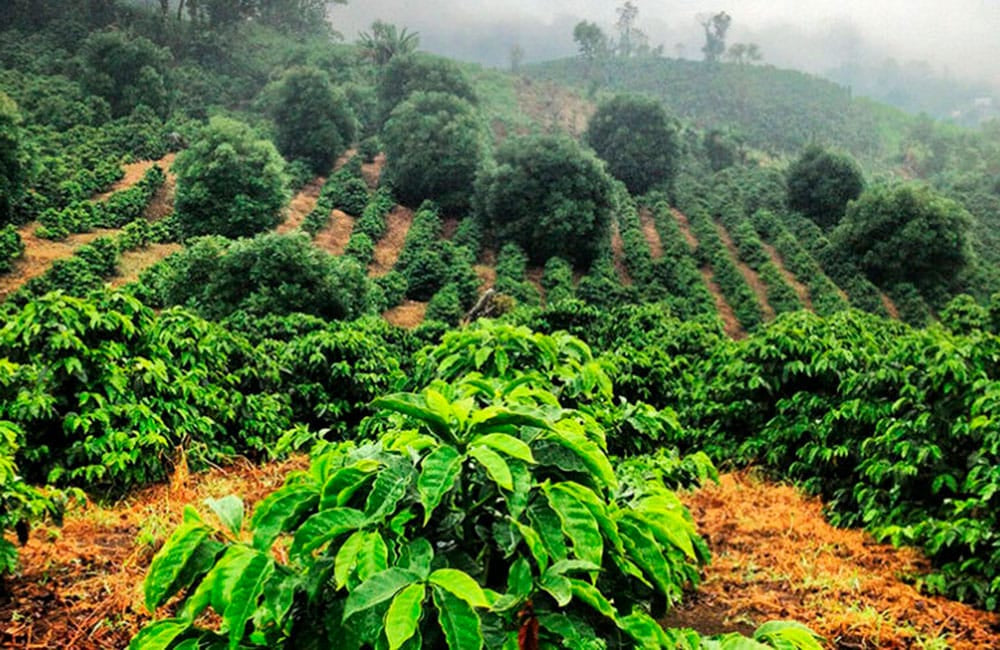 Guatemalan coffee farm with local growers harvesting ripe coffee cherries on volcanic soils.
