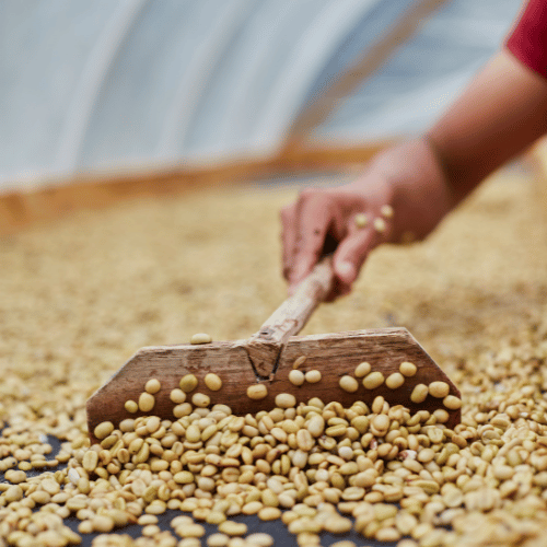 honduran specialty coffee delivered