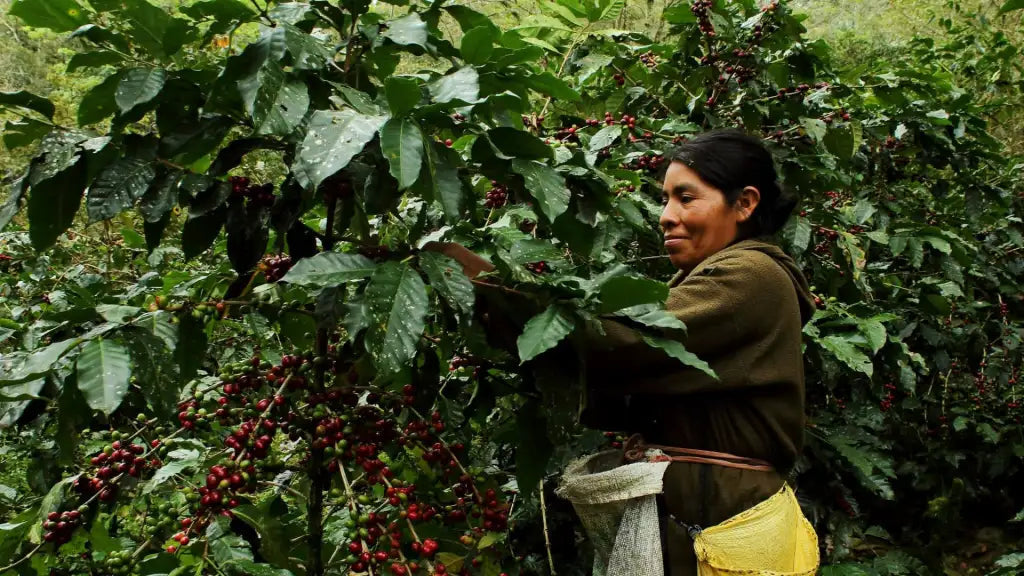 Honduran coffee farms with locally picked specialty coffee beans, showcasing the harvest and care of local growers