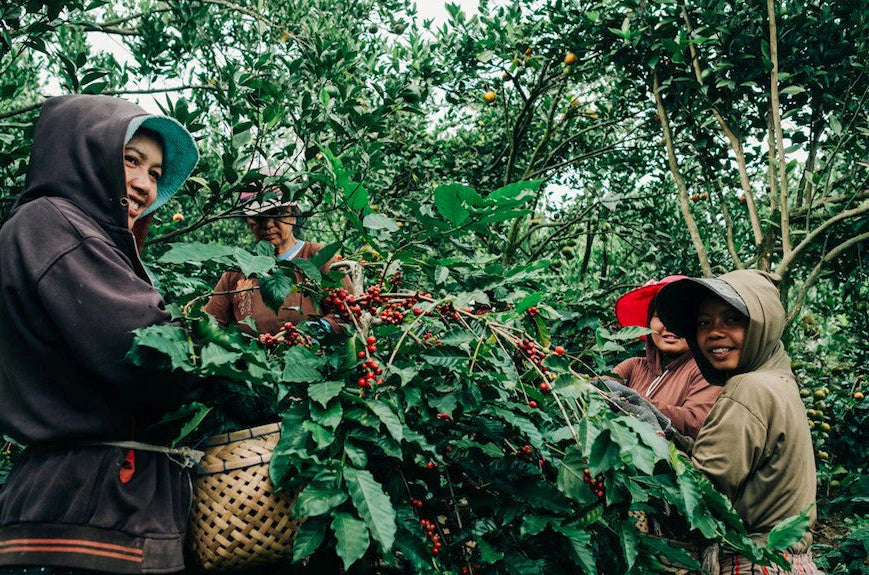 Bali_Kintamani_specialty_coffee