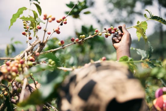 Rwanda, Abadatezuka - Gwiza Women Coffee