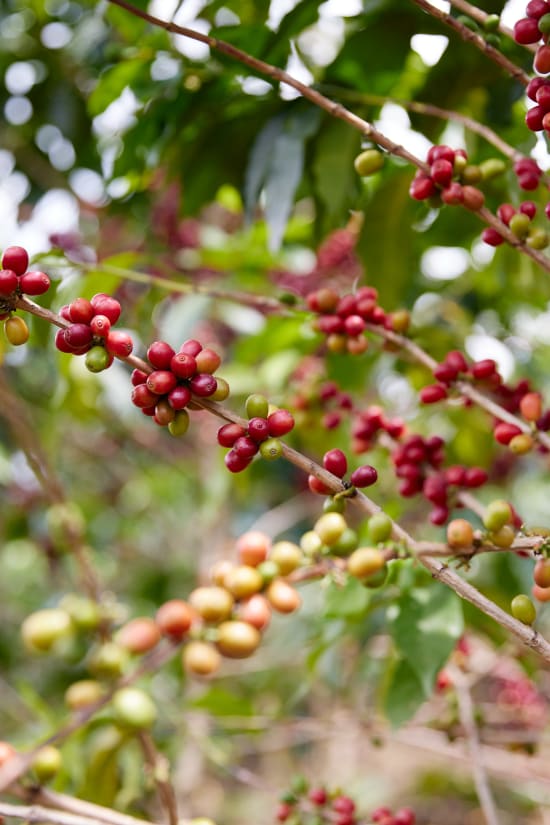 Rwanda, Abadatezuka - Gwiza Women Coffee