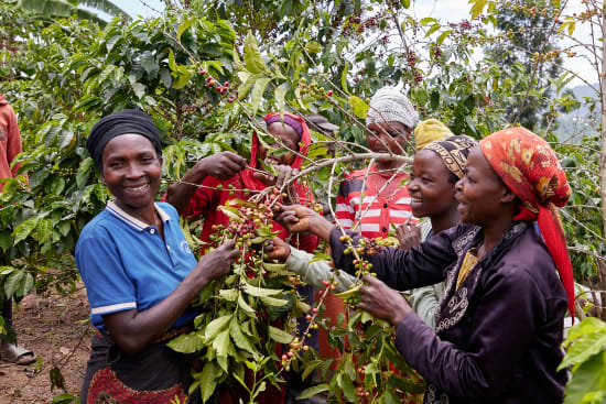 Rwanda, Abadatezuka - Gwiza Women Coffee