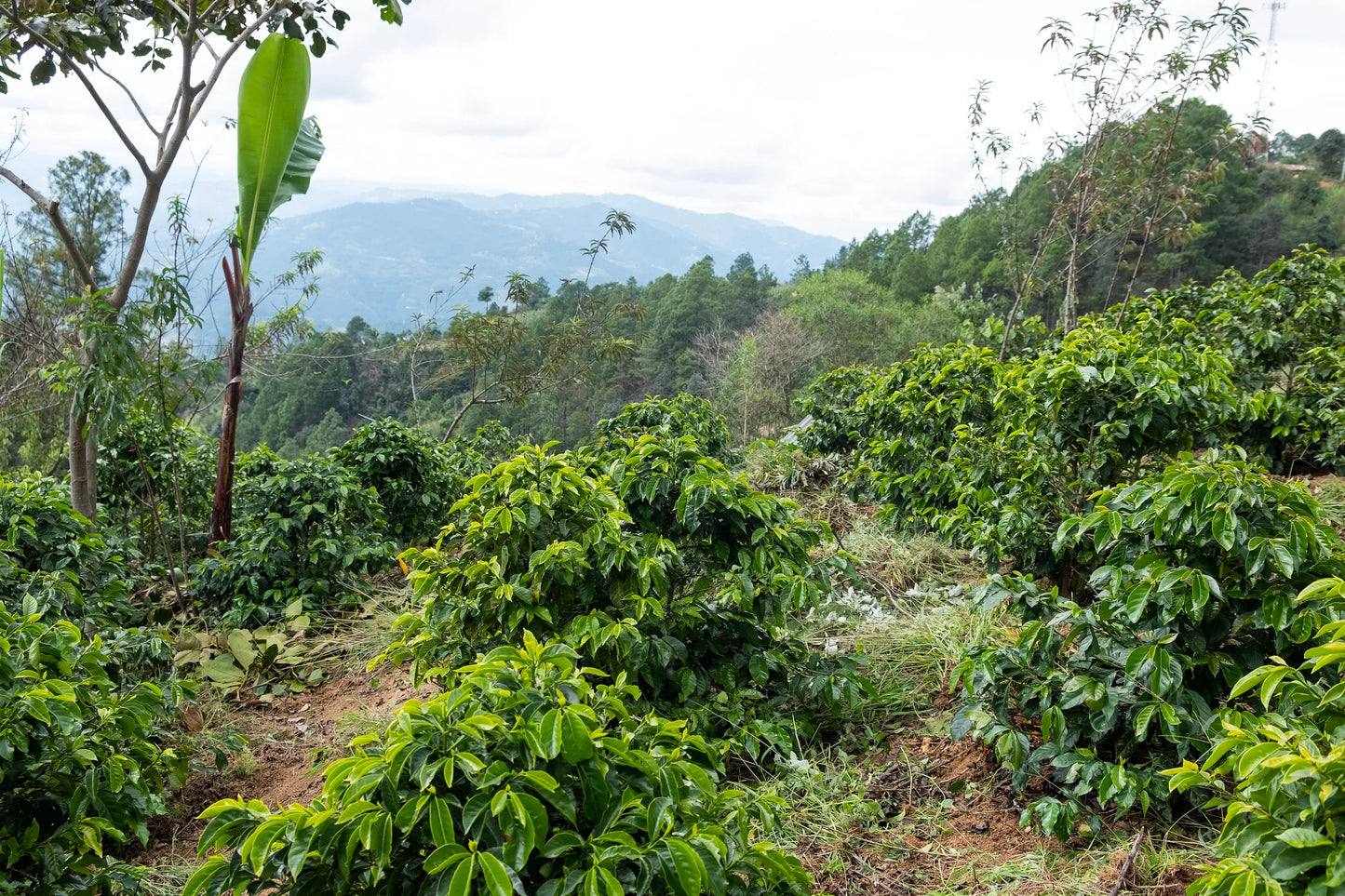 Explore the rich flavours of Guatemala’s Santa Bárbara coffee from Huehuetenango