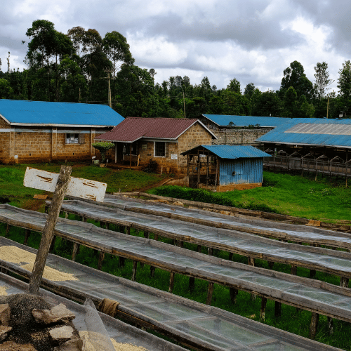 Kii factory, Rungeto society - Kii, Kirinyaga, Kenya